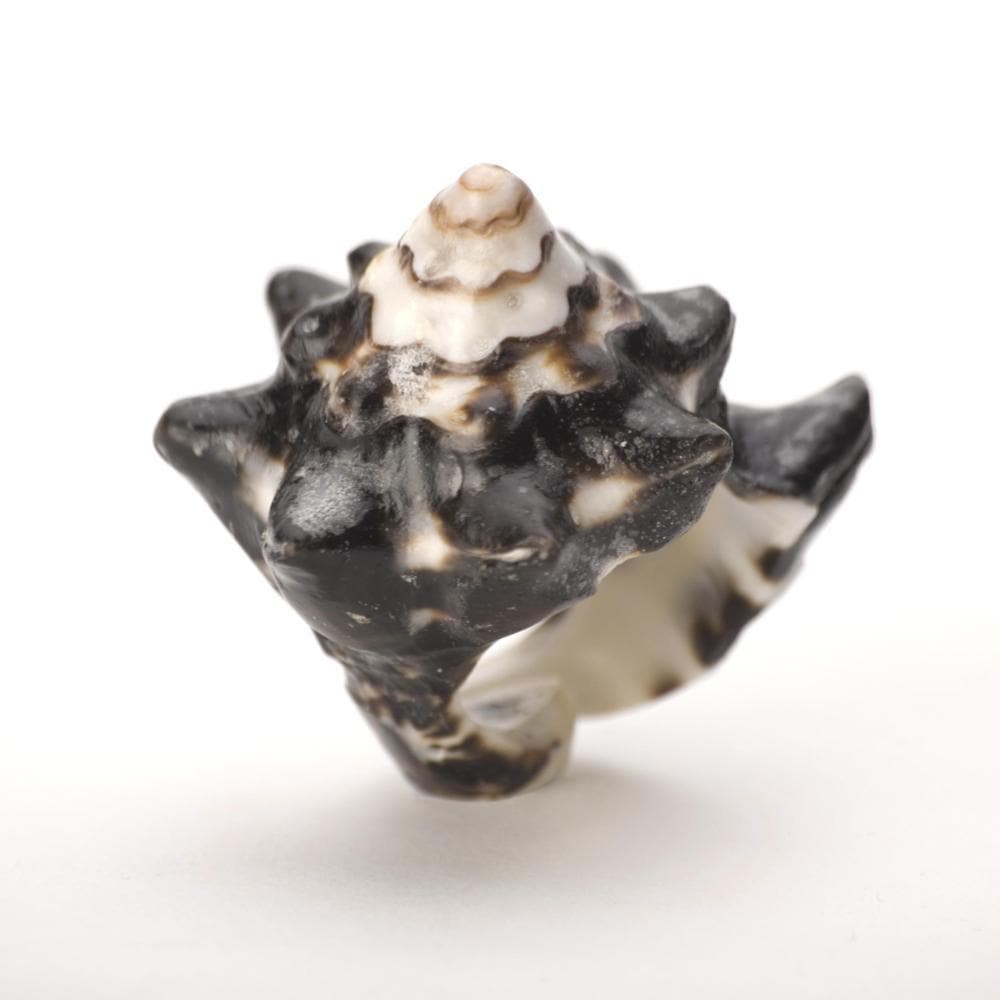 Natural Seashell Statement Chunky Beach Ocean Conch Shell Mermaid Ring